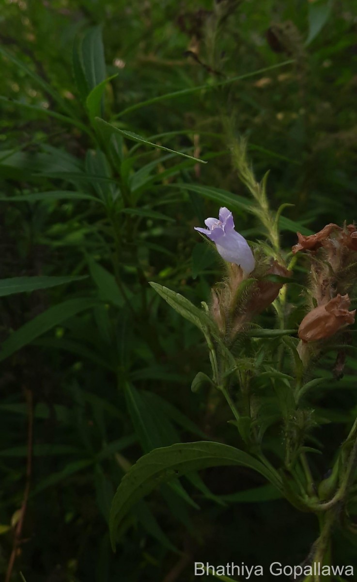 Strobilanthes nigrescens T.Anderson